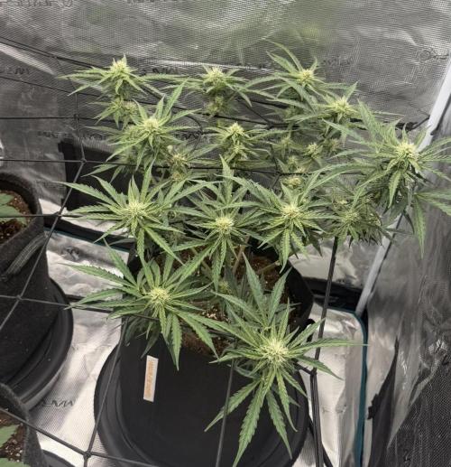 Runtz🍬 ZA Seed's. Week 6
