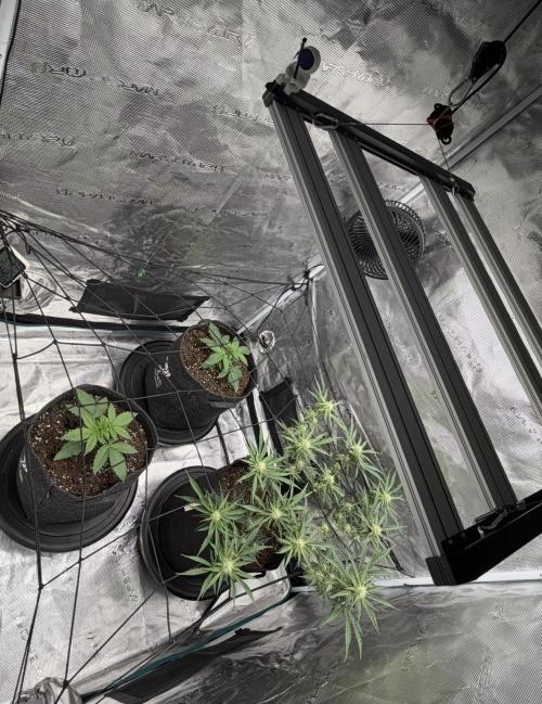 Runtz🍬 ZA Seed's. Week 6