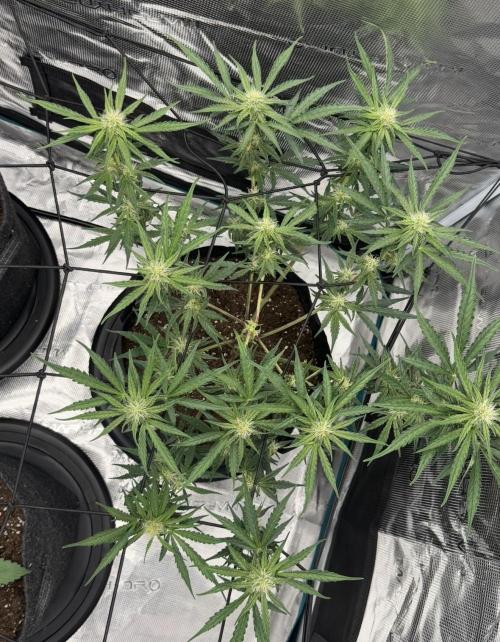 Runtz🍬 ZA Seed's. Week 6