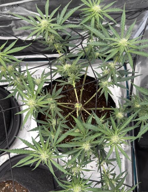 Runtz🍬 ZA Seed's. Week 6