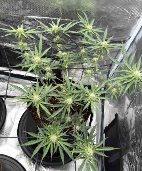 Runtz🍬 ZA Seed's. Week 6