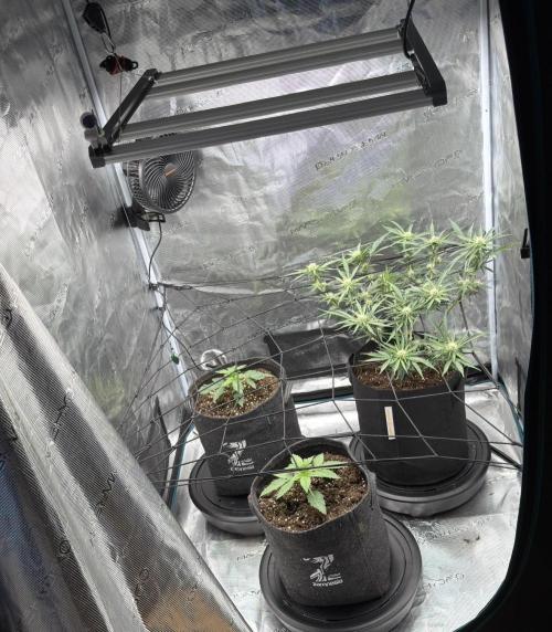 Runtz🍬 ZA Seed's. Week 6