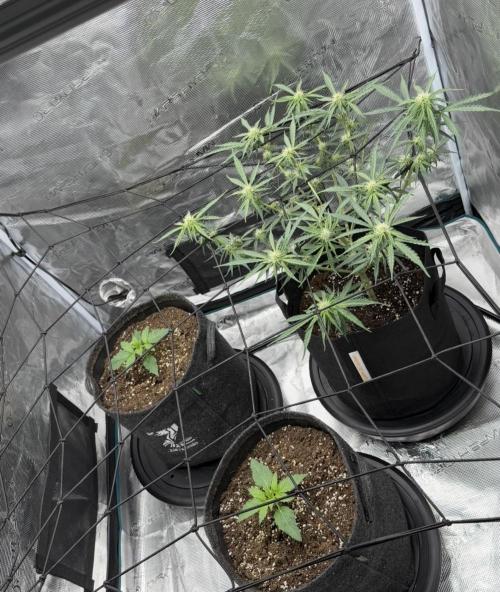 Runtz🍬 ZA Seed's. Week 6