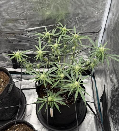 Runtz🍬 ZA Seed's. Week 6