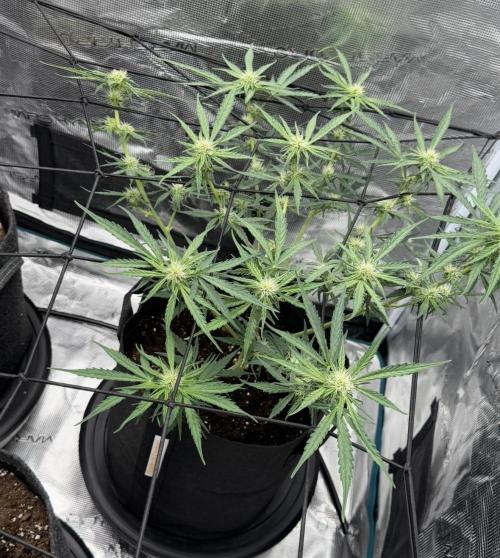 Runtz🍬 ZA Seed's. Week 6