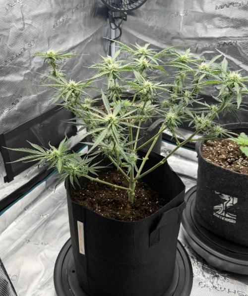 Runtz🍬 ZA Seed's. Week 6