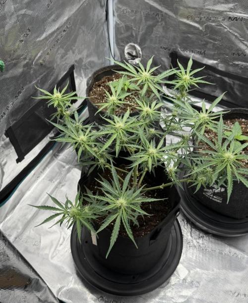Runtz🍬 ZA Seed's. Week 6