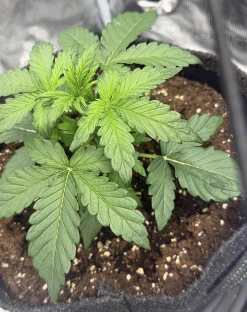 Mimosa x 🍊 👊🏻  Barney's Farm. Week 2