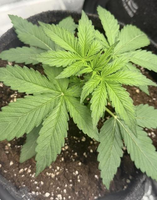 Mimosa x 🍊 👊🏻  Barney's Farm. Week 2