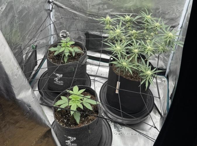 Mimosa x 🍊 👊🏻  Barney's Farm. Week 2
