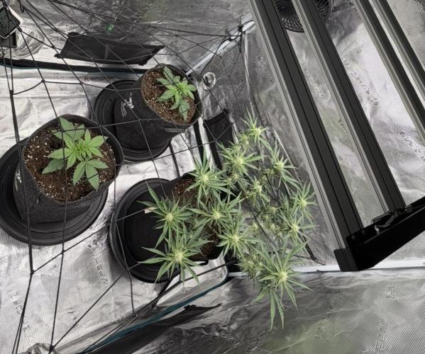 Mimosa x 🍊 👊🏻  Barney's Farm. Week 2