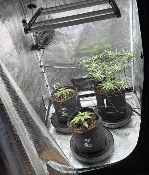 Mimosa x 🍊 👊🏻  Barney's Farm. Week 2