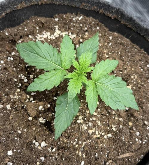 Mimosa x 🍊 👊🏻  Barney's Farm. Week 2