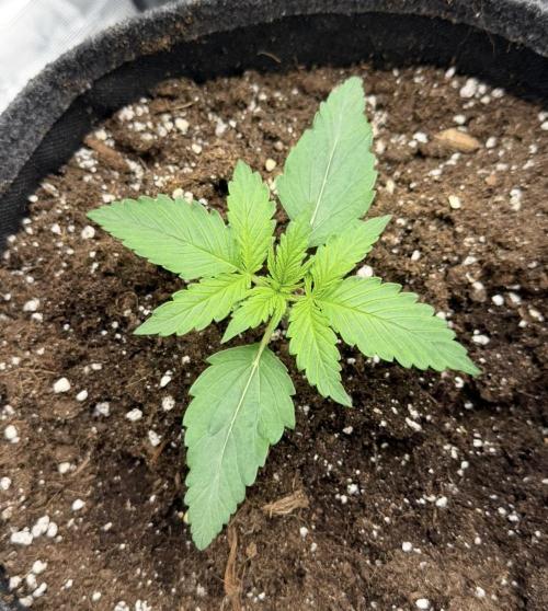 Mimosa x 🍊 👊🏻  Barney's Farm. Week 2