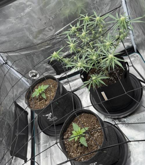 Mimosa x 🍊 👊🏻  Barney's Farm. Week 2