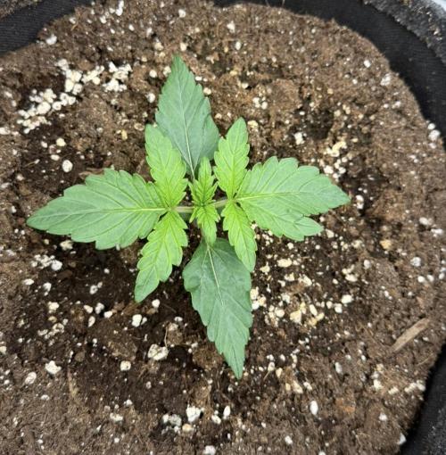 Mimosa x 🍊 👊🏻  Barney's Farm. Week 2