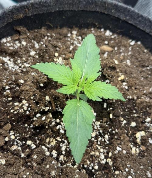 Mimosa x 🍊 👊🏻  Barney's Farm. Week 2