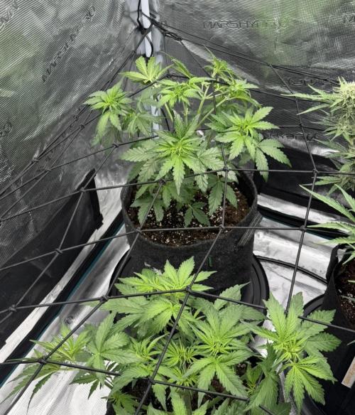 Mimosa x 🍊 👊🏻  Barney's Farm. Week 3