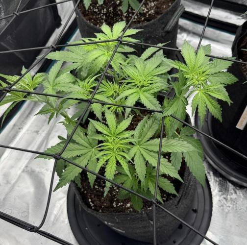 Mimosa x 🍊 👊🏻  Barney's Farm. Week 3