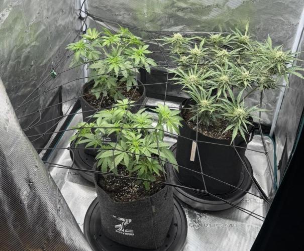Mimosa x 🍊 👊🏻  Barney's Farm. Week 3