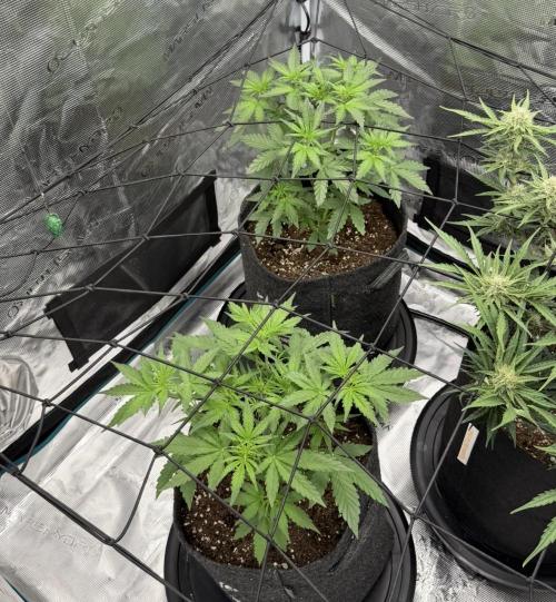 Mimosa x 🍊 👊🏻  Barney's Farm. Week 3