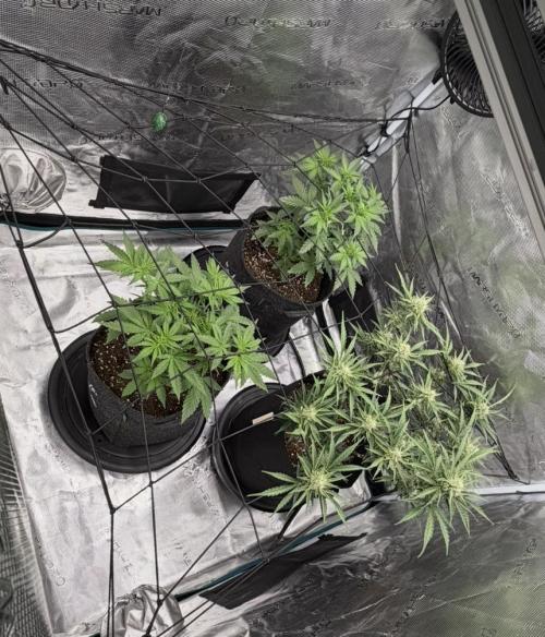 Mimosa x 🍊 👊🏻  Barney's Farm. Week 3