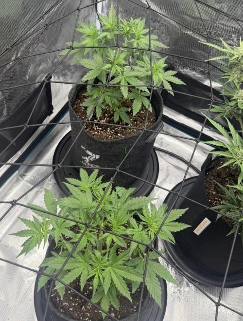 Mimosa x 🍊 👊🏻  Barney's Farm. Week 3