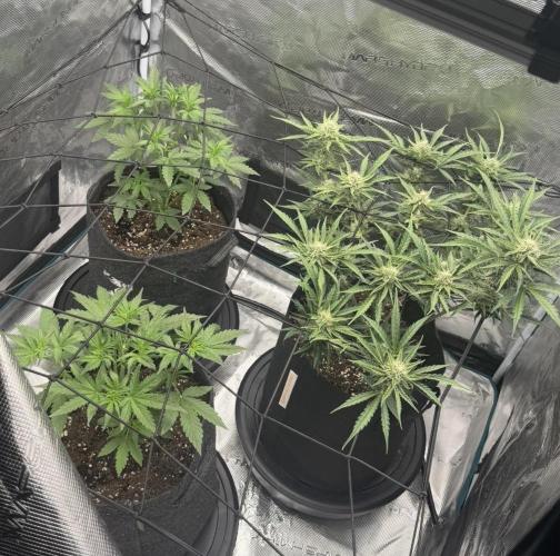 Mimosa x 🍊 👊🏻  Barney's Farm. Week 3