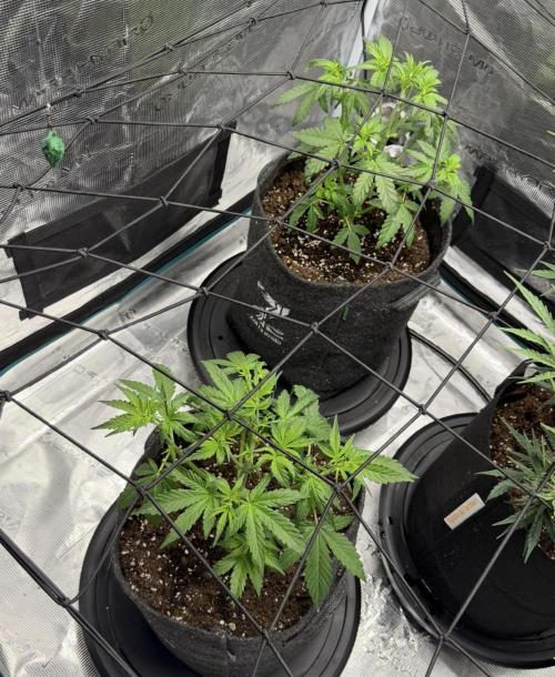 Mimosa x 🍊 👊🏻  Barney's Farm. Week 3