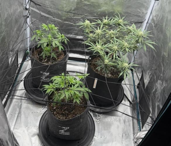 Mimosa x 🍊 👊🏻  Barney's Farm. Week 3