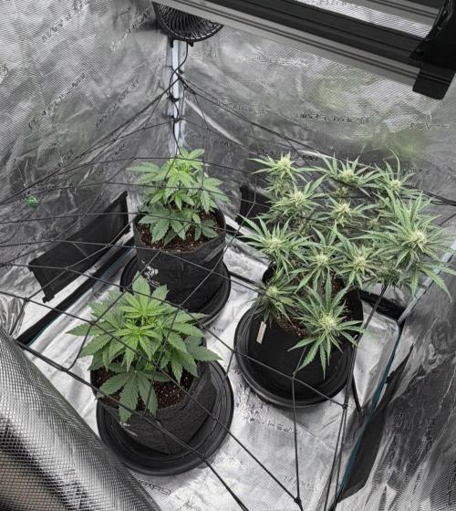 Mimosa x 🍊 👊🏻  Barney's Farm. Week 3