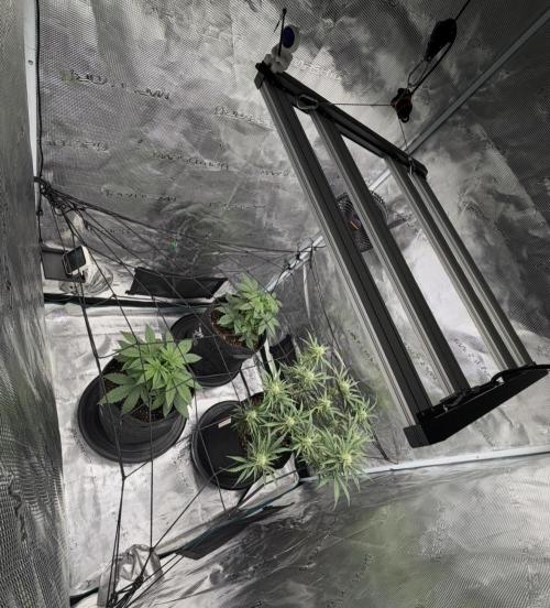 Mimosa x 🍊 👊🏻  Barney's Farm. Week 3
