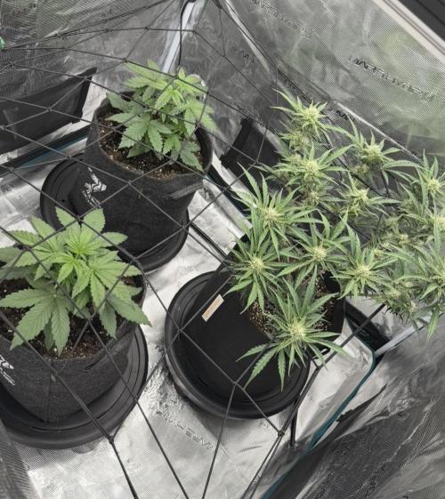 Mimosa x 🍊 👊🏻  Barney's Farm. Week 3