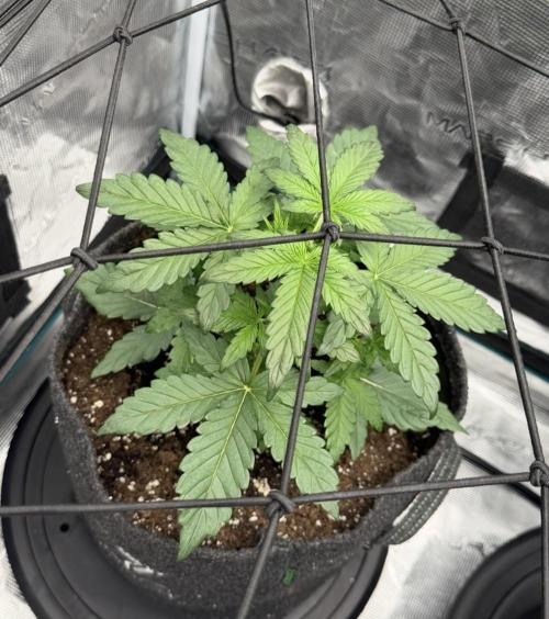 Mimosa x 🍊 👊🏻  Barney's Farm. Week 3