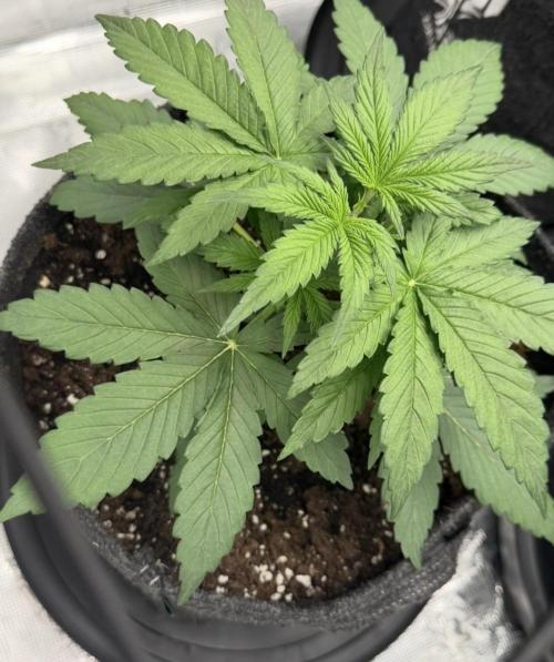 Mimosa x 🍊 👊🏻  Barney's Farm. Week 3