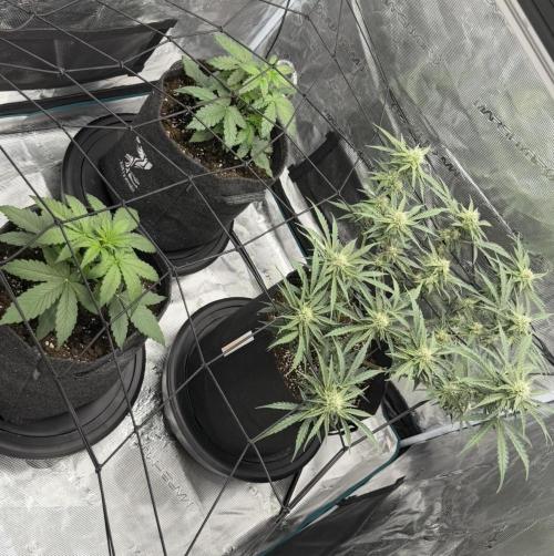 Mimosa x 🍊 👊🏻  Barney's Farm. Week 3