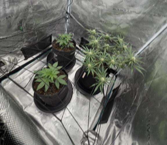 Mimosa x 🍊 👊🏻  Barney's Farm. Week 3