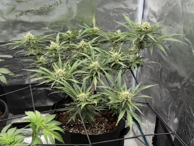 Runtz🍬 ZA Seed's. Week 7