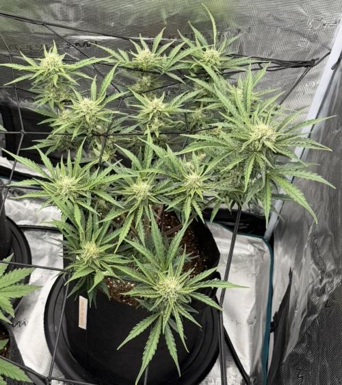 Runtz🍬 ZA Seed's. Week 7