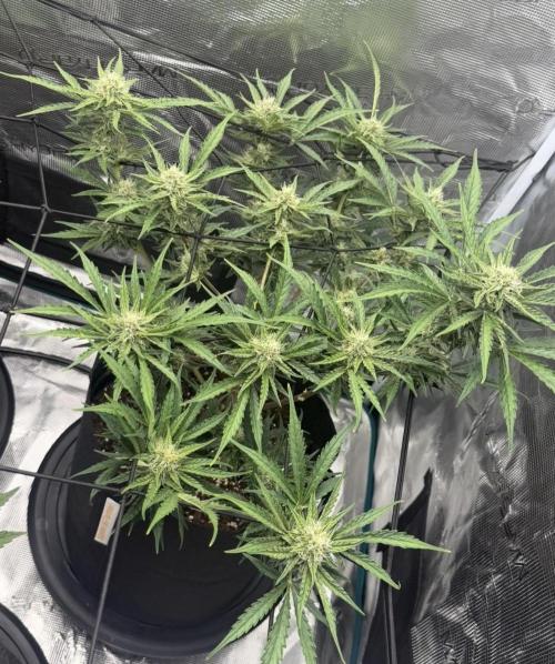 Runtz🍬 ZA Seed's. Week 7
