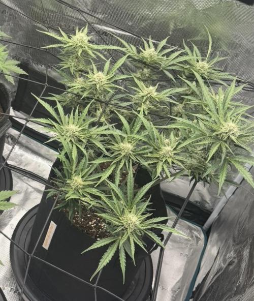Runtz🍬 ZA Seed's. Week 7