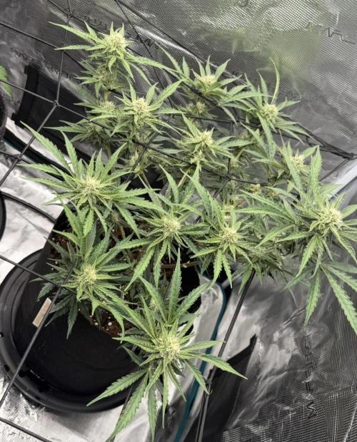Runtz🍬 ZA Seed's. Week 7