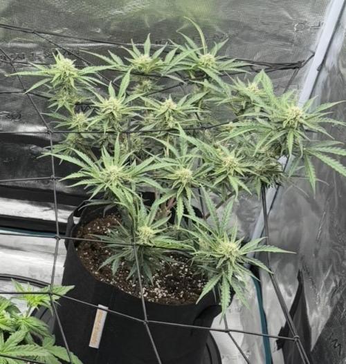 Runtz🍬 ZA Seed's. Week 7