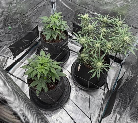 Runtz🍬 ZA Seed's. Week 7