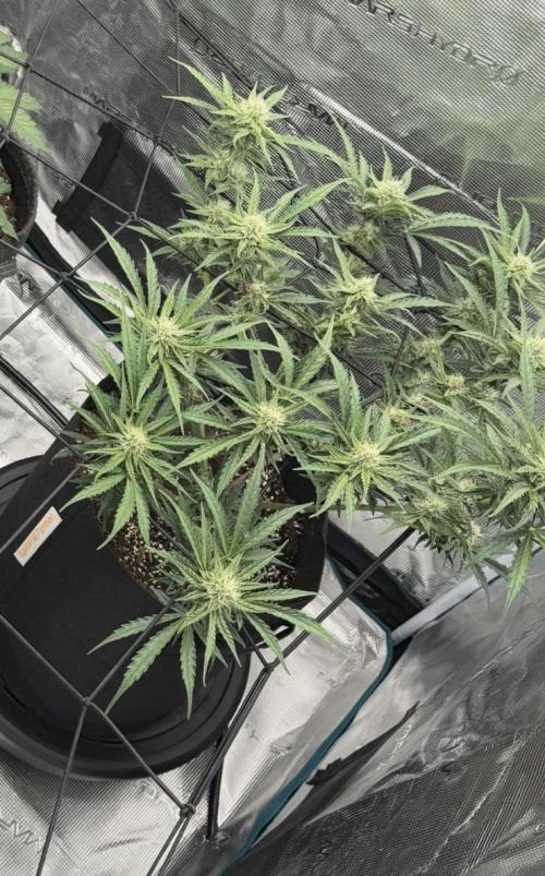 Runtz🍬 ZA Seed's. Week 7