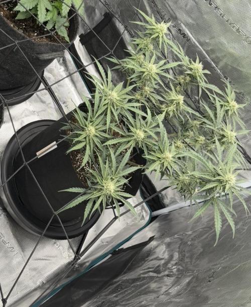 Runtz🍬 ZA Seed's. Week 7