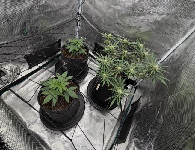 Runtz🍬 ZA Seed's. Week 7