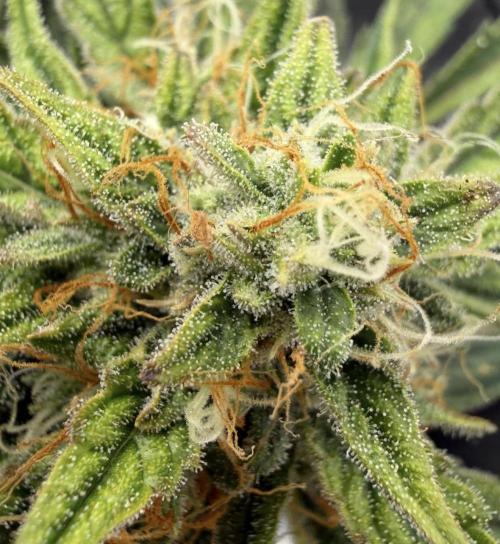 Runtz🍬 ZA Seed's. Week 8