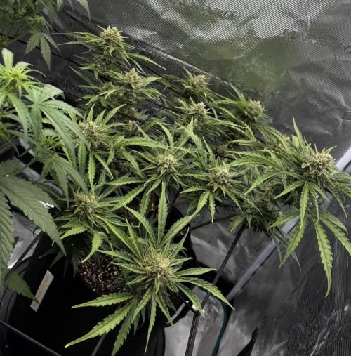 Runtz🍬 ZA Seed's. Week 8
