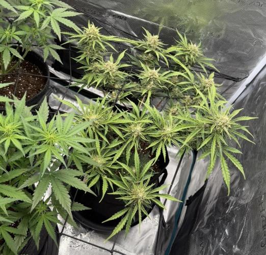 Runtz🍬 ZA Seed's. Week 8